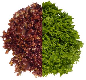 MINI CRESPA MAYUMI (UN)