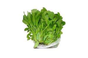 MINI RUCULA MAYUMI UN