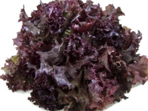 ALFACE CRESPA ROXA (UN)