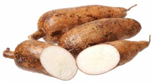 MANDIOCA C/CASCA AMARELA KH