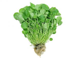 AGRIAO COMUM (UNIDADE)